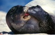 ENL hawaiian monk seal
