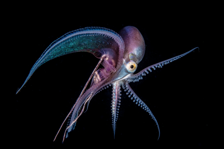 Spotlight: Poetry for the Octopus