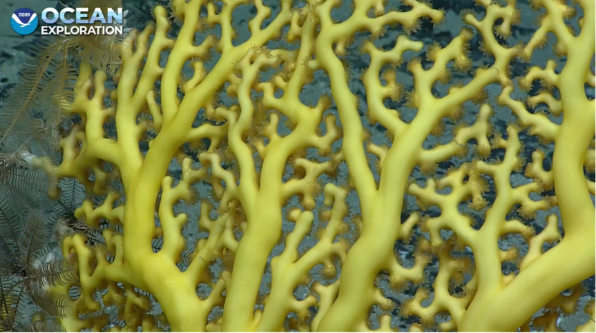 Spotlight: Deep-Sea Coral Close-up From NOAA Ocean Exploration