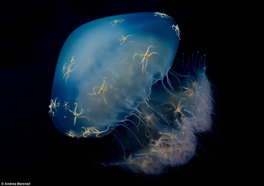 Pic o’ the Week: Brittle Stars on Moon Jelly