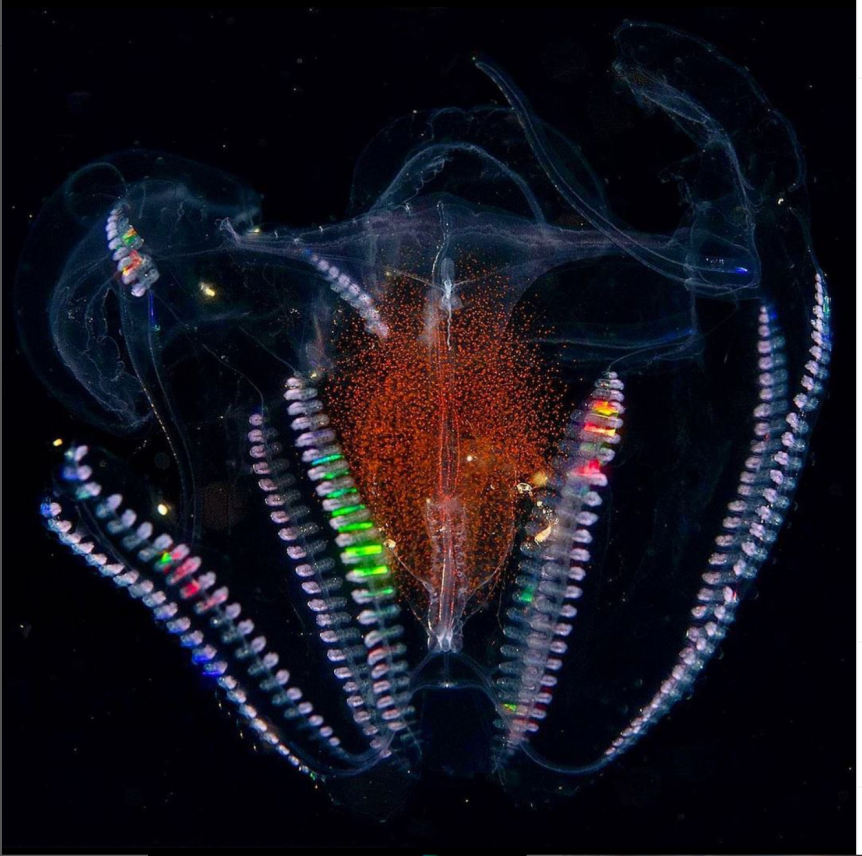 Pic o’ the Week: Iridescent Comb Jelly