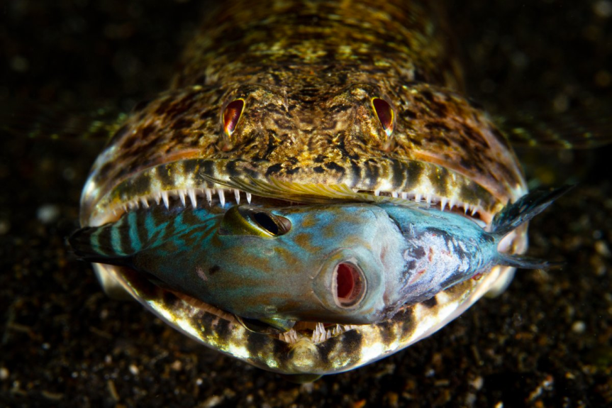 Pic o’ the Week: Lizardfish Nabs Surgeonfish