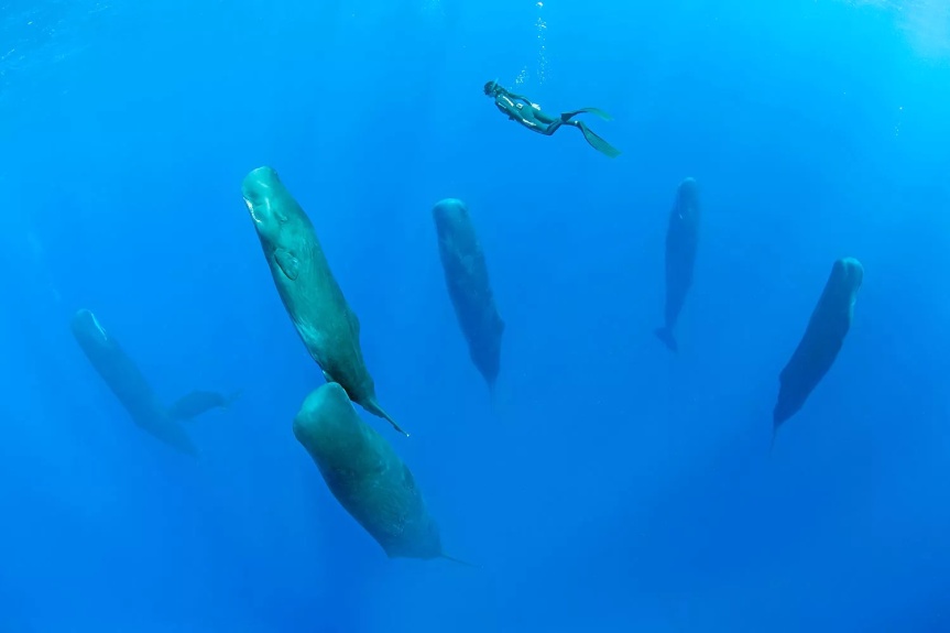 Pic o’ the Week: Sleeping Sperm Whales