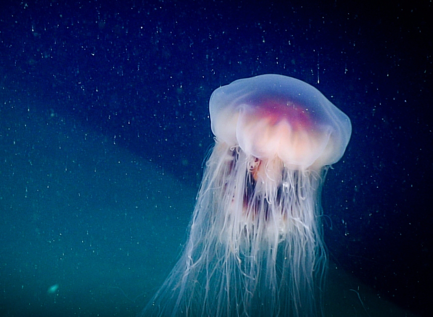 Spotlight: World Jellyfish Day