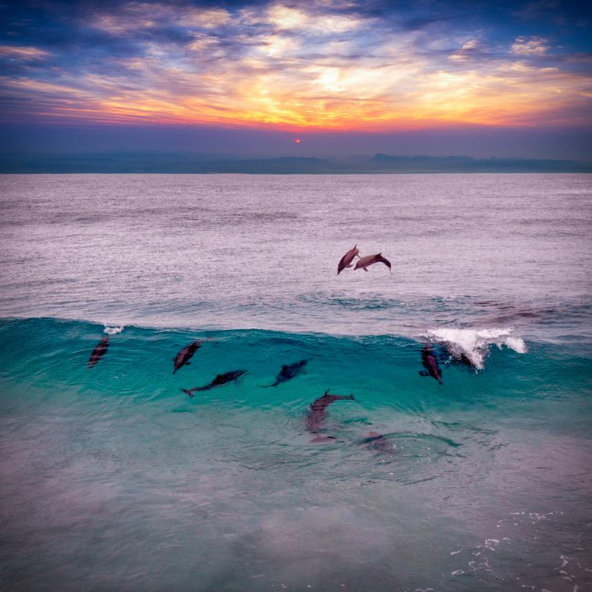 Pic o’ the Week: Dolphins At Dusk