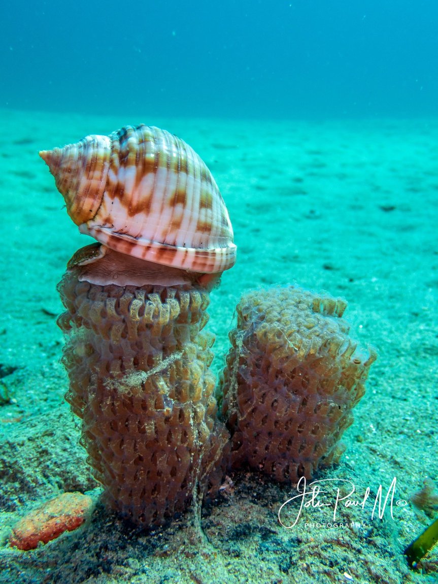 Pic o’ the Week: Mediterranean Bonnet Snail on Egg Case