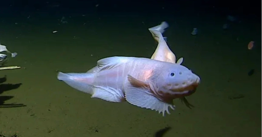 Pic o’ the Week: Deepest Fish Ever Recorded