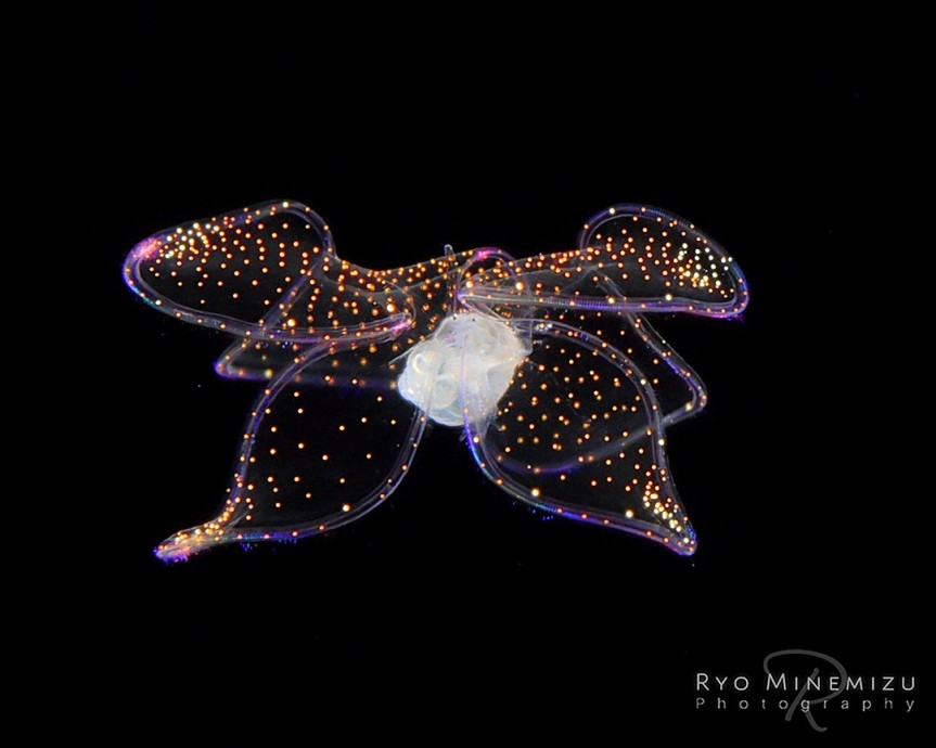 Pic o’ the Week: Starry Veliger Larvae
