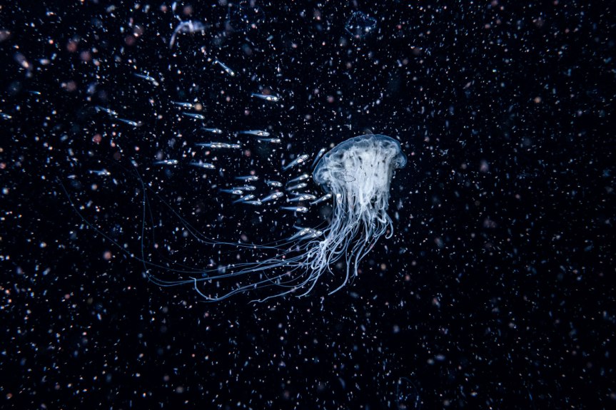 Pic o’ the Week: Jellyfish ‘Satellite of Life’ in a Zooplankton Bloom