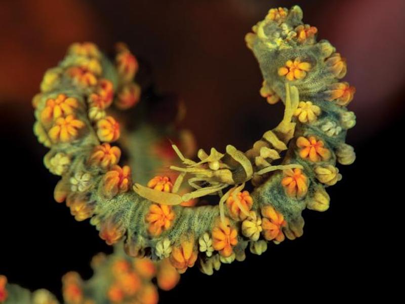 Pic o’ the Week: Whip Coral Shrimp